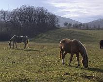 Horses