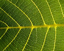 Leaf