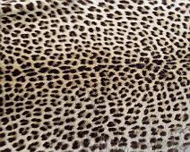 Leopard skin