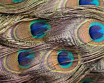 Peacock tail