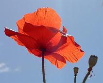 Poppy