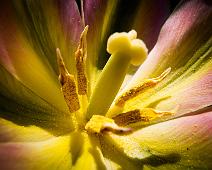 Stamens