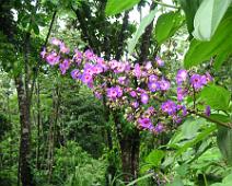 Costa Rica flowers 03