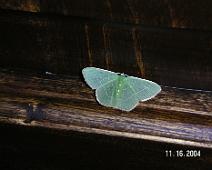 Costa Rica moth