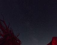 Red tree and Milky Way Sagittarius between a tree and rock