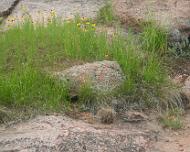 EnchantedRock010