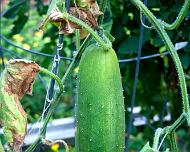 Cucumber_9_inch 9