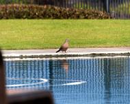 IMG_8377-Bird-at-Pool