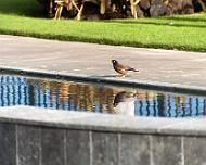 IMG_8403-yellow-bird