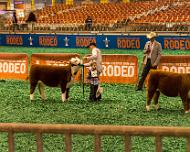 _MG_2713 Showing of the cattle for the judge