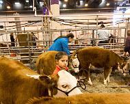 _MG_2731 Little girl leading her cattle..