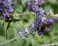 2 bees on flower Two bees on a purple flower