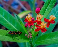 A_TwoBugs_SGoldberg Two bugs on a flower