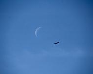 Moon and bird A bird flying by a 25 day old moon.