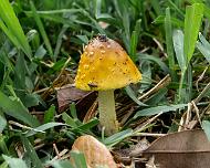 N_Mushroom_SGoldberg Found in the front yard