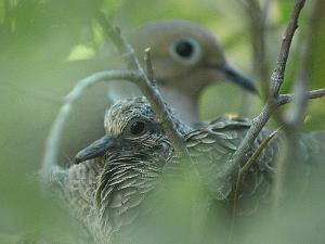 Nature Bird