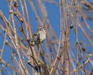 2009 Apr 22_0025 Bird in a tree