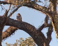 Bard Owl Bard Owl at Brazos Bend State Park Nov, 2012