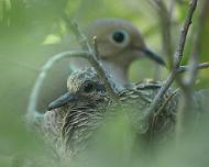 Dove_baby_mom Mom watching over her baby