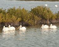 IMG_1438_5-swans