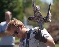 IMG_6057 Falcon- Lost near Westbury Community Garden - March 28, 2015