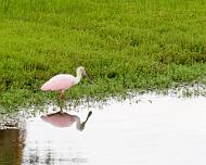 IMG_9688 Spoonbill near Galveston