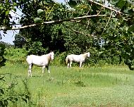 2_white_horses White horses out in the field