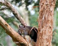 A_TreeSquirrel_SGoldberg In our backyard, the squirrels will play