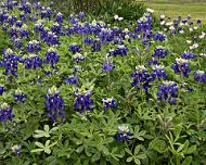 Blue Bonnets Garden Blue Bonnets at the Westbury Community Garden