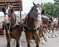 Clydesdales_1 At the Brenham TX County Fair