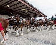 Clydesdales_2 At the Brenham TX County Fair