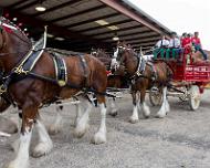 Clydesdales_3 At the Brenham TX County Fair