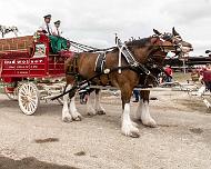 Clydesdales_4 At the Brenham TX County Fair