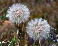 Dandelions Dandelions at the Grand Tetons