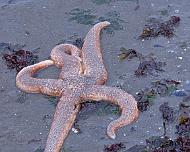 N_Starfish_SGoldberg Starfish on the shore in Alaska, 2016