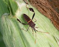 N_StinkBug_SGoldberg Stink bug