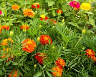 Flowers at the Westbury Community Garden