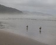 Shore_birds Typical beach bird