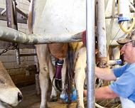 IMG_3617 Bob attaching the milking machine