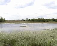 Attwater-Prairie-Chicken-NWR Attwater Prairie Chicken National Wildlife Refuge. Just one of many ponds.