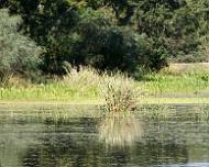 Reed Reflecitons Brazos Bend Creakfield Lake