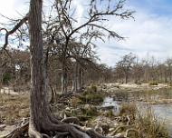 Tree lined Frio Trees lining the Frio River. Leakey, TX March, 2018