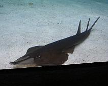 IMG_0037