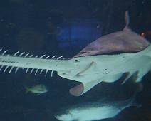 IMG_0045
