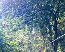 Canopy Cable