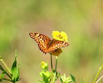 Butterfly Cuero 01