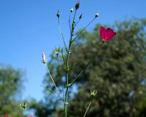 Multiflowers Cuero 03