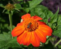 Mex-Sunflower-bee-6