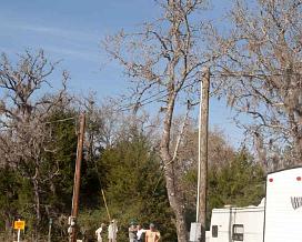 Tree Triming