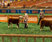 _MG_2713 Showing of the cattle for the judge